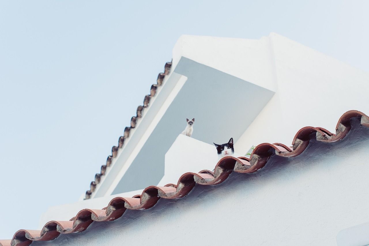 Installer une toiture végétalisée installation de toiture végétalisée : apportez une touche écologique et esthétique à votre bâtiment avec nos solutions professionnelles de toits verts.